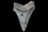 Serrated, Angustidens Tooth - Megalodon Ancestor #74165-1